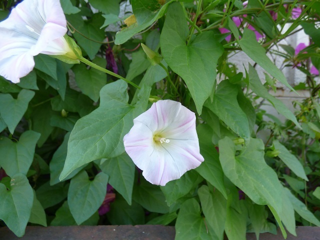 初夏の花 １ 暇人の独り言