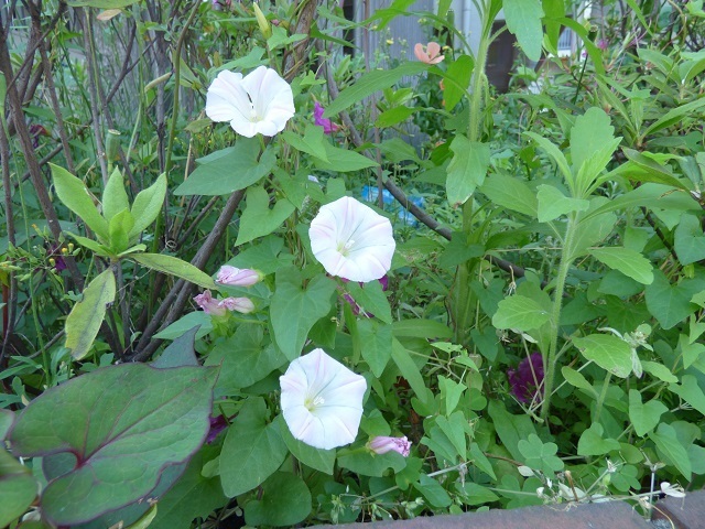 初夏の花 １ 暇人の独り言